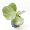 FICUS LYRATA MACETA 6CM