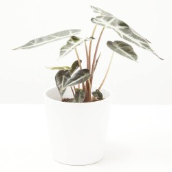 ALOCASIA BAMBINO MACETA 9CM