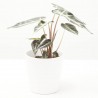 ALOCASIA BAMBINO MACETA 9CM