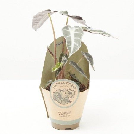 ALOCASIA BAMBINO MACETA 9CM