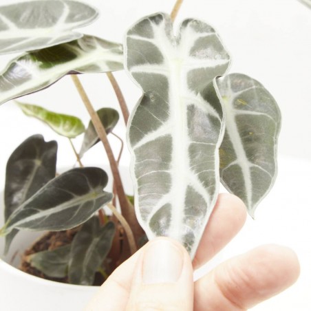 ALOCASIA BAMBINO MACETA 9CM
