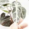 ALOCASIA BAMBINO MACETA 9CM