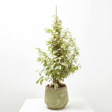 FICUS TWILIGHT MACETA 17CM