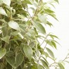 FICUS TWILIGHT MACETA 17CM