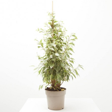 FICUS TWILIGHT MACETA 17CM