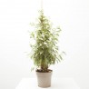 FICUS TWILIGHT MACETA 17CM