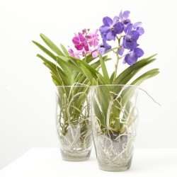 VANDA EN JARRÓN 60CM