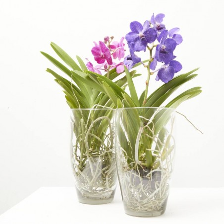 VANDA EN JARRÓN 60CM