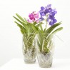 VANDA EN JARRÓN 60CM