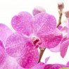 VANDA EN JARRÓN 60CM
