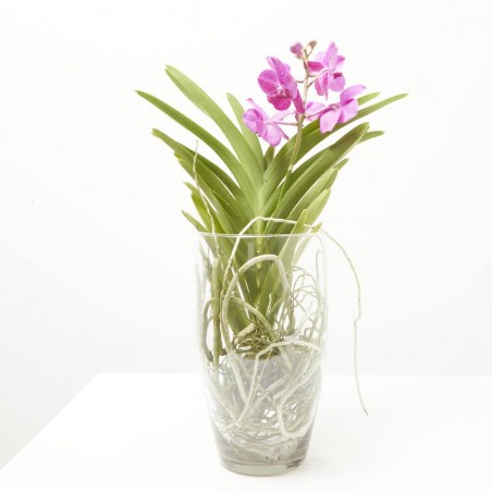 VANDA EN JARRÓN 60CM