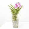 VANDA EN JARRÓN 60CM