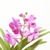 VANDA EN JARRÓN 60CM