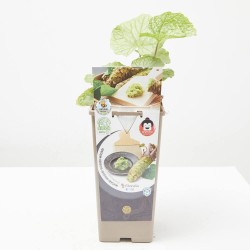 WASABI MACETA 2 LITROS
