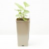 WASABI MACETA 2 LITROS
