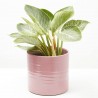 PHILODENDRON BIRKIN MACETA 15CM