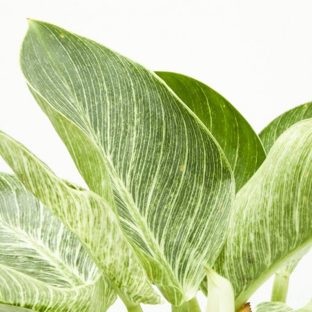 PHILODENDRON BIRKIN MACETA 15CM