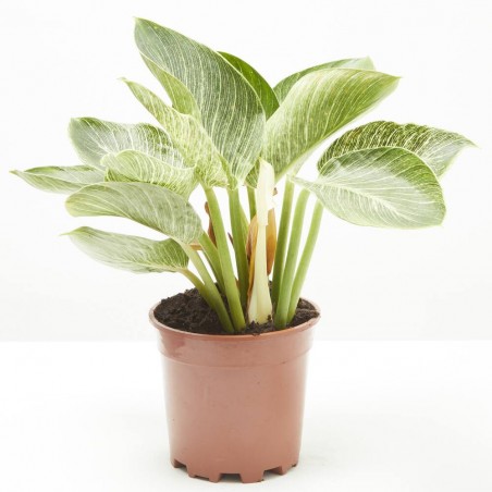 PHILODENDRON BIRKIN MACETA 15CM