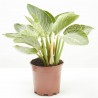 PHILODENDRON BIRKIN MACETA 15CM