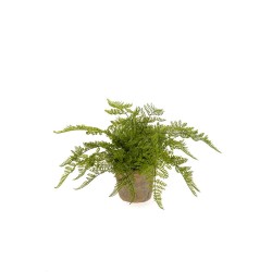 FERN FOREST BUSH 35CM
