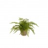 FERN FOREST BUSH 35CM