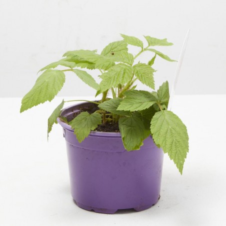 FRAMBUESA MACETA 11CM
