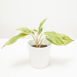 AGLAONEMA LIPSTICK PINK MACETA 9CM