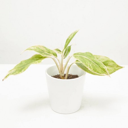 AGLAONEMA LIPSTICK PINK MACETA 9CM