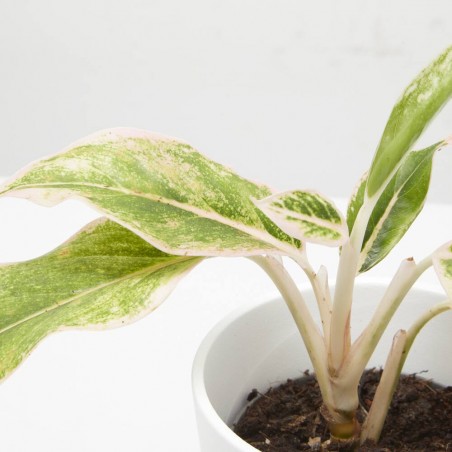 AGLAONEMA LIPSTICK PINK MACETA 9CM