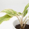 AGLAONEMA LIPSTICK PINK MACETA 9CM