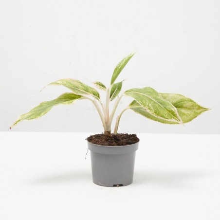 AGLAONEMA LIPSTICK PINK MACETA 9CM