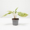 AGLAONEMA LIPSTICK PINK MACETA 9CM