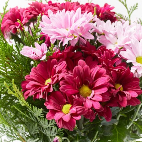 RAMO PALERMO ROSA