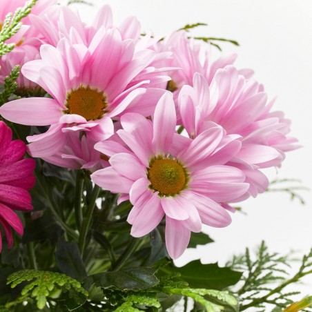 RAMO PALERMO ROSA