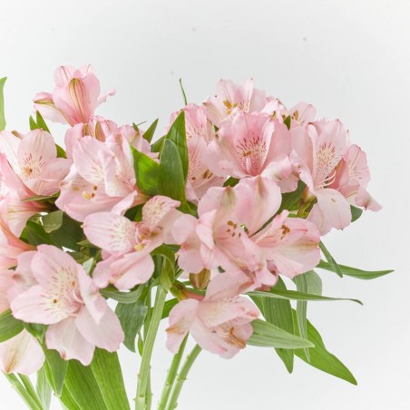 RAMO ALSTROEMERIAS ROSAS