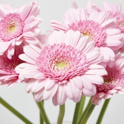 RAMO GERBERAS ROSA