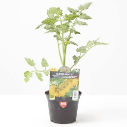 TOMATE CERECILLA AMARILLO STAR GOLD F1 MACETA 11CM
