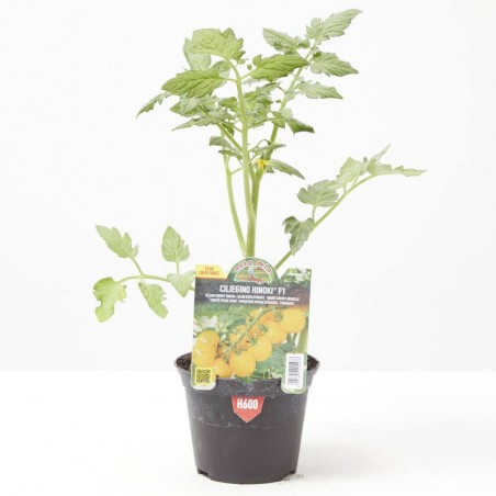 TOMATE CERECILLA AMARILLO STAR GOLD F1 MACETA 11CM
