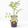 TOMATE CERECILLA AMARILLO STAR GOLD F1 MACETA 11CM
