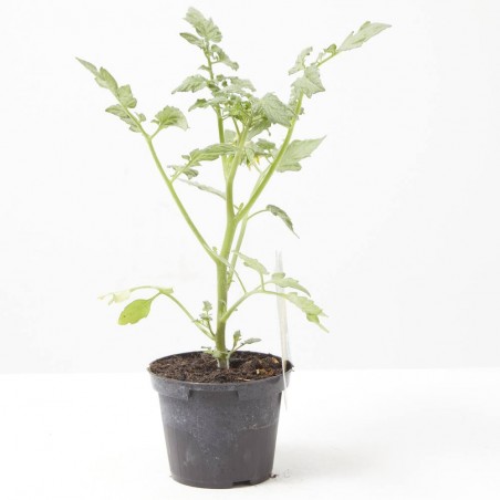 TOMATE CERECILLA AMARILLO STAR GOLD F1 MACETA 11CM