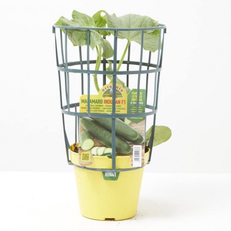 PEPINO DIGERIBLE INDURAN F1 INJERTADA MACETA 14CM