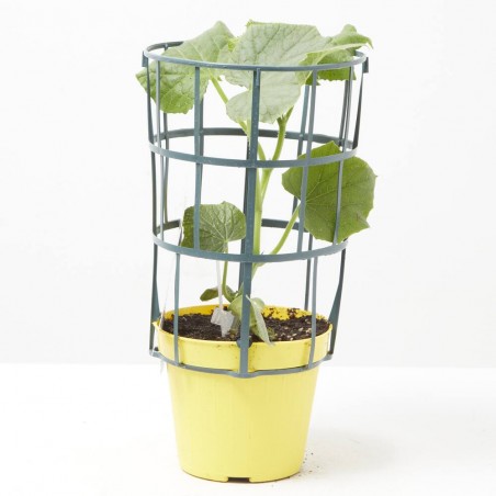 PEPINO DIGERIBLE INDURAN F1 INJERTADA MACETA 14CM
