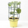 PEPINO DIGERIBLE INDURAN F1 INJERTADA MACETA 14CM