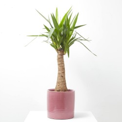 YUCA BULDS MACETA 22CM