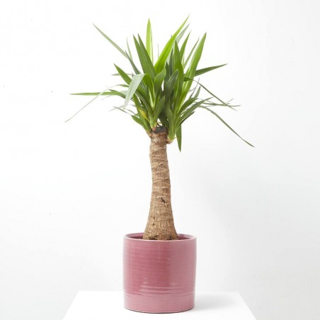 YUCA BULDS MACETA 22CM