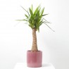 YUCA BULDS MACETA 22CM