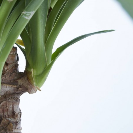YUCA BULDS MACETA 22CM