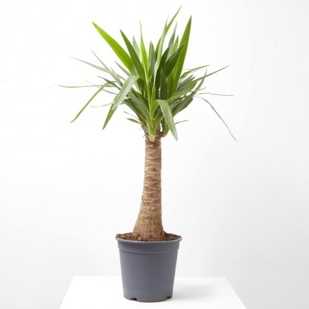 YUCA BULDS MACETA 22CM