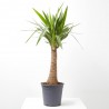 YUCA BULDS MACETA 22CM