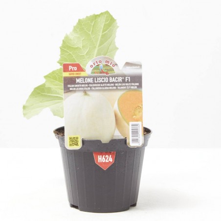MELON LISO VAR. BACIR F1 M-11